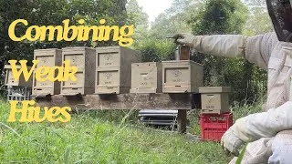 Thumbnail: Beekeeping : How to combine bee hives.
