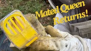 Thumbnail: Bee Keeping : Mated Queen Returns