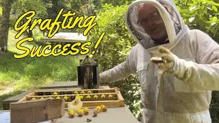 Thumbnail: Beekeeping : Grafted Queens return