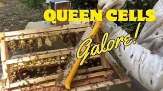 Thumbnail: Beekeeping : Springtime Re-Queening