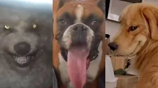 Thumbnail: Goofy Ahh Dogs
