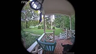Thumbnail: Mom's Ring camera scares the crap out of dog porch intruder