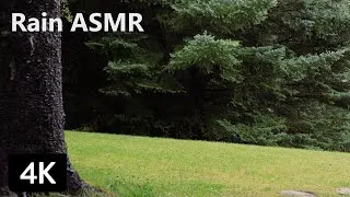 Thumbnail: Forest Rain ASMR - Relaxing Nature & Ambience