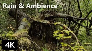 Thumbnail: Rain in the Forest - Fantasy Music & Ambience
