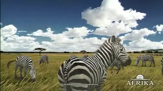 Thumbnail: African Savanna🌾 | 4 Hours of Calm Nature for Sleep & Relaxation 🦓 | Background Ambience #sleepvideo