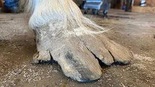 Thumbnail: DEEP Hoof Fungus WHITE LINE Disease 