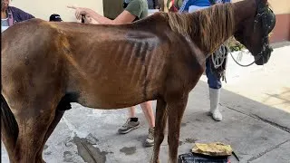 Thumbnail: The Cuban Horse Crisis 