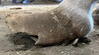 Thumbnail: INCREDIBLY LONG, HARD, and DRY Hooves 