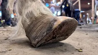 Thumbnail: EXTREME FOUNDER. METABOLIC HORSE Hooves. “W” Horseshoe 