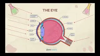 Thumbnail: Coordination and Response IGCSE COORDINATED SCIENCE | B9.2 Sense organs (The Eye)  | PART 2