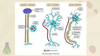 Thumbnail: Coordination and Response IGCSE COORDINATED SCIENCE | B9.1 Nervous control in humans | PART 1
