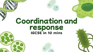 Thumbnail: IGCSE Biology Chapter 13 Summary — Coordination and response Explained