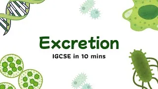 Thumbnail: IGCSE Biology Chapter 12 Summary — EXCRETION Explained