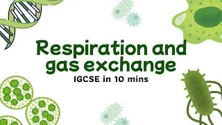Thumbnail: Respiration & Gas Exchange Explained in 10 Minutes | IGCSE Biology Chapter 11