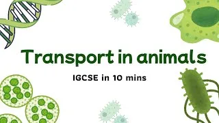 Thumbnail: Transport in Animals Explained in 10 Minutes | IGCSE Biology Chapter 9