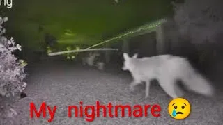 Thumbnail: my night 🌙 visitors is scary  😨 #coyote #scary #travel #animals #viralvideo #viral #night #backyard