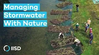 Thumbnail: How One Manitoba Community Is Using Nature to Manage Stormwater
