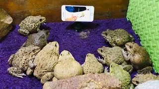 Thumbnail: 🐸 “Frog Movie Night 🐸🎬”
