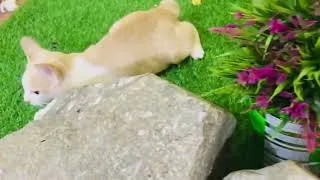 Thumbnail: Funny bullfrog vs cute cat/ funny animals