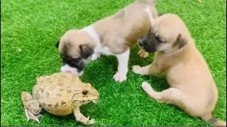Thumbnail: Funny frogs vs two brothers dog 🐶/ funny animals