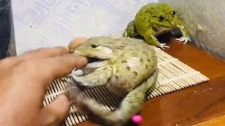 Thumbnail: RIP MY FINGER/ two brothers frog vs my finger, funny frog