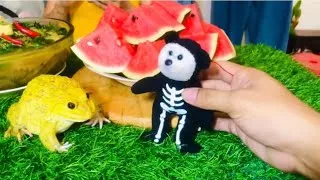 Thumbnail: Don't touch my watermelon / funny American bullfrog cute frog #funnyanimals #frog