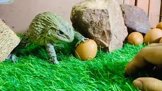 Thumbnail: Warriors frogs protect eggs 🤣🤣 funny cute frogs funny animals