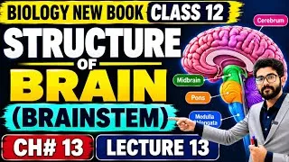 Thumbnail: Brainstem Class 12 | Midbrain, Pins & Medulla Oblongata | Structure of Brain | Biology New Book 