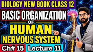 Thumbnail: Basic Organization of Human Nervous System Class 12 | CNS vs PNS Divisions | Biology New Book