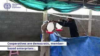 Thumbnail: A youth-led poultry cooperative gives entrepreneurs in Ethiopia a pathway to decent work