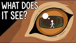 Thumbnail: Do Animals Think Humans Are Animals?