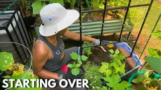 Thumbnail: Taking Down Cucumber Plants | Transplanting Seedlings & Fall Garden Prep (Urban Container Gardening)