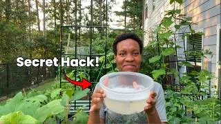 Thumbnail: 🐛 Pest Control in the Garden | My DIY Methods That Actually Work! (Urban Gardening)