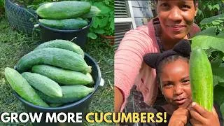 Thumbnail: From Frustrated to Harvesting Buckets of Cucumbers | Grow Them All Season Long (Container Gardening)