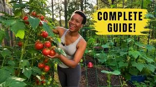 Thumbnail: 🍅 How to Grow Tomatoes in Containers | Last Year Was a Hot Mess ~ This Year Bigger Harvests!