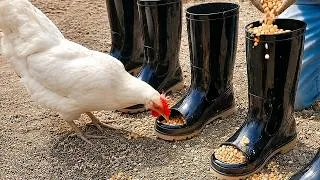 Thumbnail: How to make a tray to feed the chicks is very simple _ Rescue the chicks who have lost their mothers