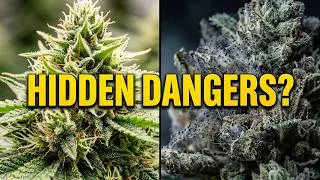 Thumbnail: What's in your Cannabis?         Hidden Harms of Poorly Grown Cannabis