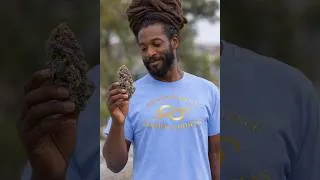 Thumbnail: The Runtz Family  Genetics, Terpenes & Candy Strain Culture