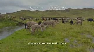 Thumbnail: Why Alpaca Is Nature’s Smartest Fiber