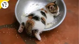 Thumbnail: These KITTENS Can't Control Their Cuteness! 🤣 Funniest Kitten Videos of 2026