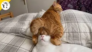 Thumbnail: Try Not To Laugh 😂 Funny Cat Videos 🤣