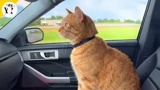 Thumbnail: I got an Orange Cat but God Accidentally gave me a Comedian! 🤣 Funny ORANGE CAT