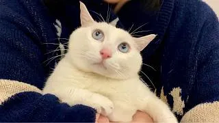 Thumbnail: Cuteness Overload Warning: The Most Adorable Cats in the World ❤️