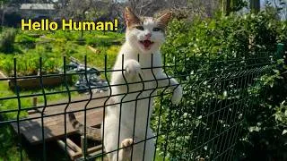 Thumbnail: When Your Cats Start Talking Like Humans