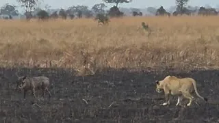 Thumbnail: lioness attack a warthog family strolling around video 