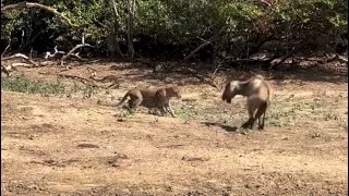 Thumbnail: leopard hunting a calf buffalo injured and lucky rescue by buffalo mother video 