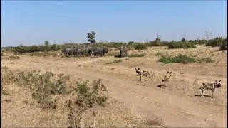 Thumbnail: elephant herd attack wild dogs stalking around in their territory video 