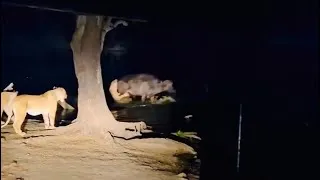 Thumbnail: lion pride guard and attack buffalo stuck in waterhole a night video 