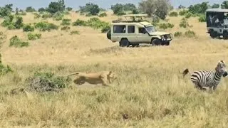 Thumbnail: aggressive lioness attack zebra behind back and bringing it down video 