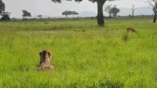 Thumbnail: male lion attack impala eating grass but failed it to hunt distract by lioness video 